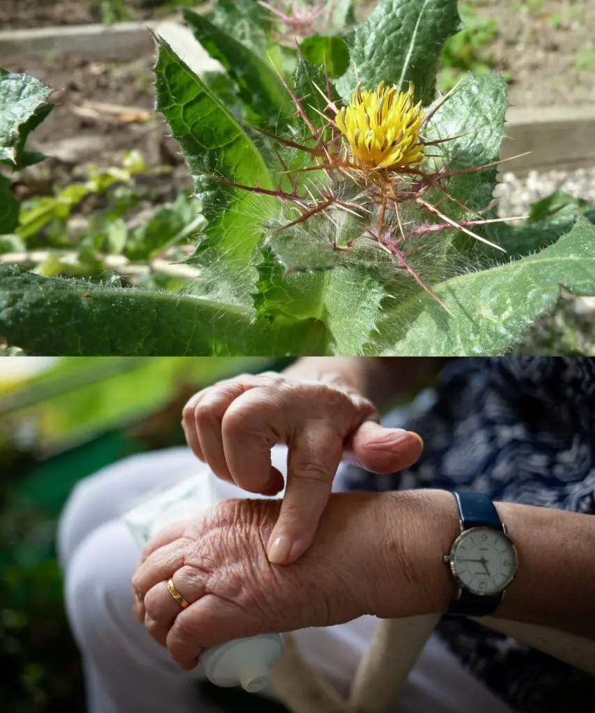 Un TÈ che mia suocera mi ha insegnato a preparare toglie istantaneamente il gonfiore a gambe, caviglie e piedi: Funziona!