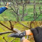 Come e quando potare gli alberi e gli arbusti