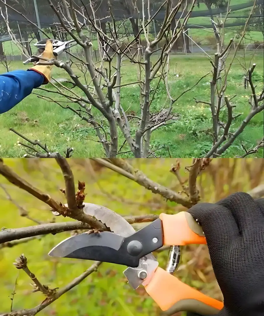 Come e quando potare gli alberi e gli arbusti