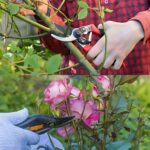 L’arte della potatura delle rose: una guida passo passo per una fioritura rigogliosa