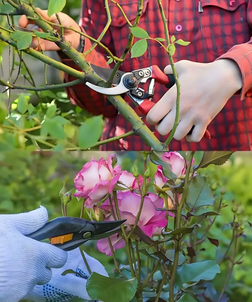 L’arte della potatura delle rose: una guida passo passo per una fioritura rigogliosa