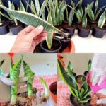 Come propagare la sansevieria con una sola foglia e farla fiorire