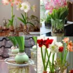 Ecco come coltivare gli amaryllis in acqua con i bicchieri di plastica: