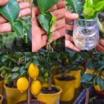 Il metodo infallibile per propagare i limoni da talee fogliari in pochi minuti.