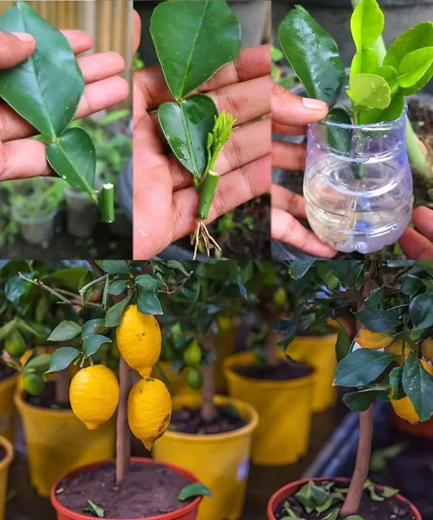 Il metodo infallibile per propagare i limoni da talee fogliari in pochi minuti.