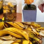 Il tè alla banana è una ricetta collaudata che nutre meravigliosamente tutte le piante grasse. Diventeranno più belle e forse addirittura fioriranno.