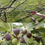 Potatura del fico in primavera: tutto quello che devi sapere sulla potatura di un albero di fico