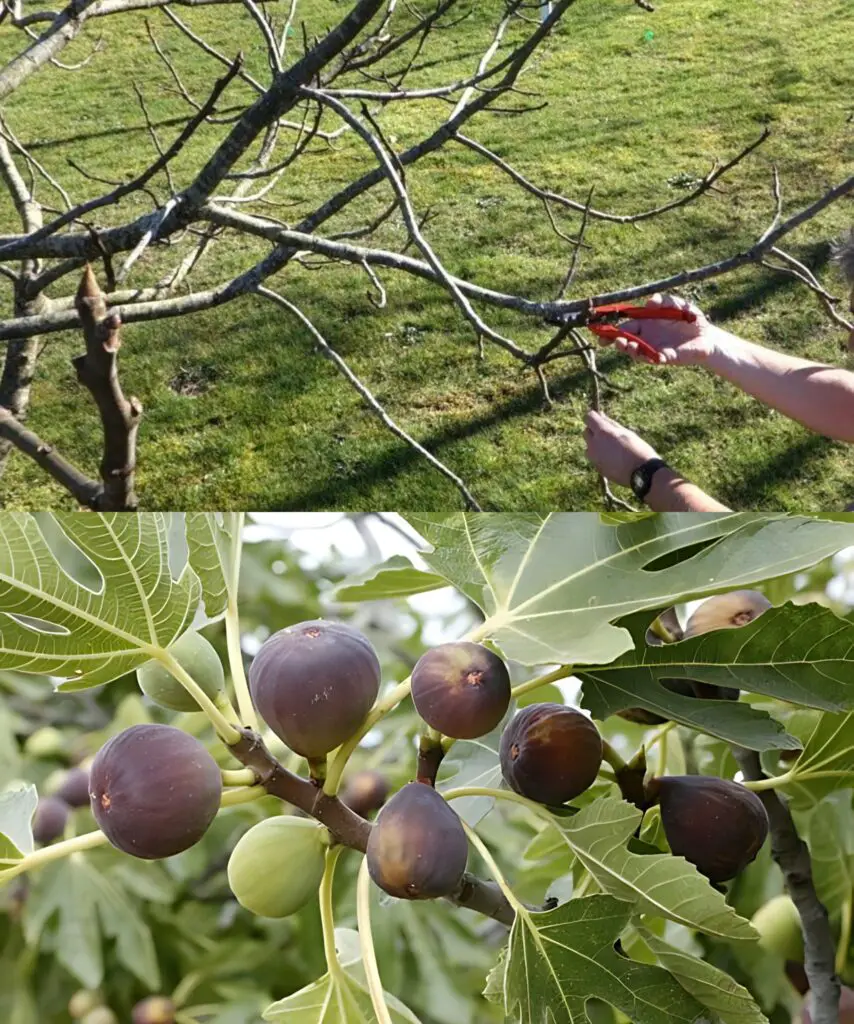 Potatura del fico in primavera: tutto quello che devi sapere sulla potatura di un albero di fico