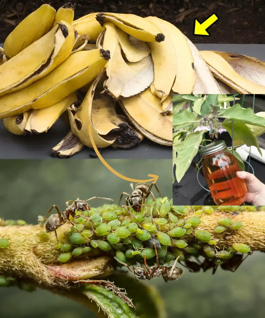 Magia della banana: controllo naturale degli afidi per il vostro giardino