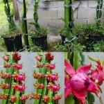 Come coltivare il dragon fruit in casa in contenitore