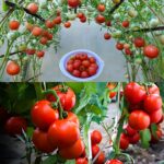 13 consigli per coltivare grandi quantità di pomodori