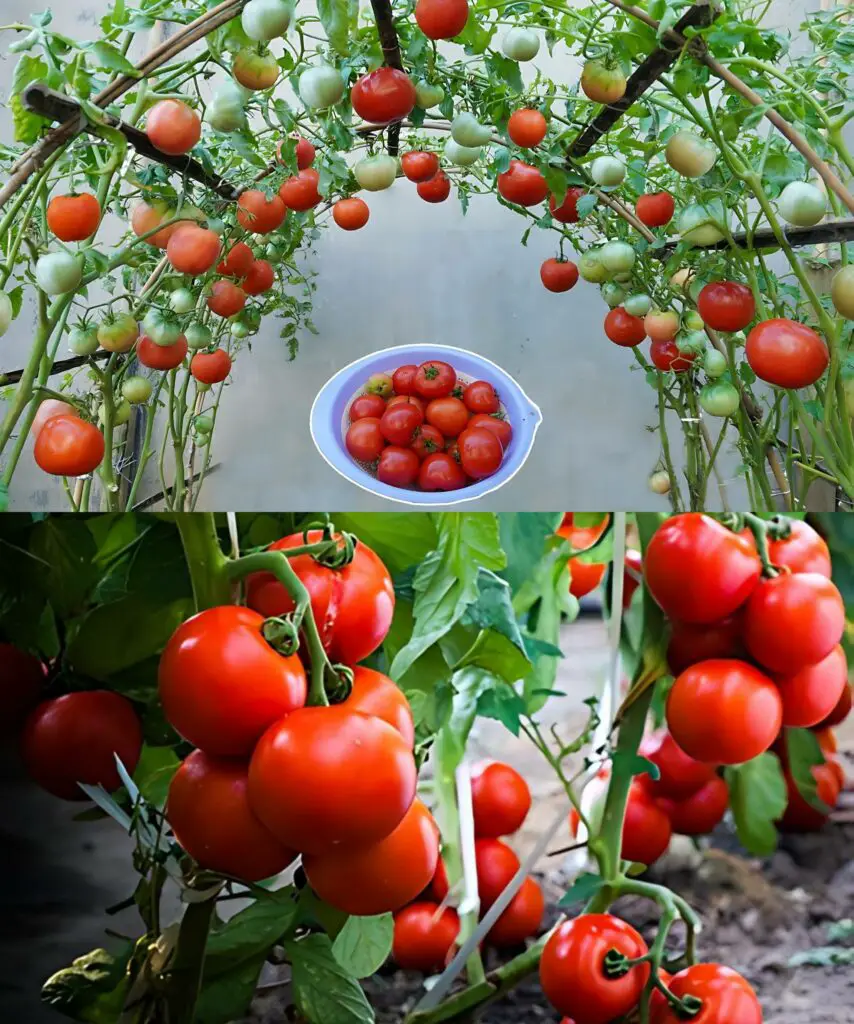 13 consigli per coltivare grandi quantità di pomodori