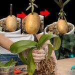 Orchidee: Come propagarle all’infinito con una patata – Il metodo del giardiniere