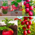 Coltivare un albero di mele gratis in soli 10 giorni: il trucco degli scarti di frutta 🍎🌱🌱