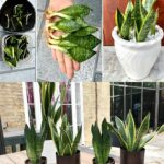 Come propagare una sansevieria da una singola foglia: 1 metodo infallibile