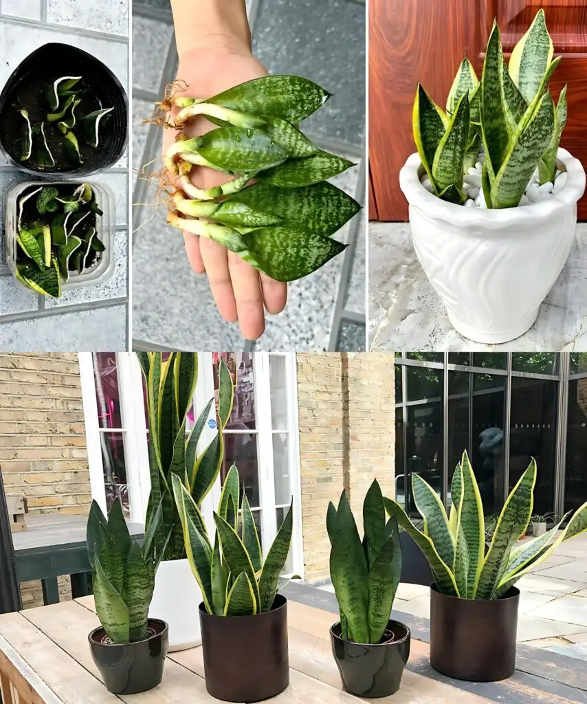 Come propagare una sansevieria da una singola foglia: 1 metodo infallibile