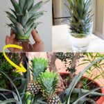 Coltivare gli ananas in casa: un’avventura tropicale a domicilio