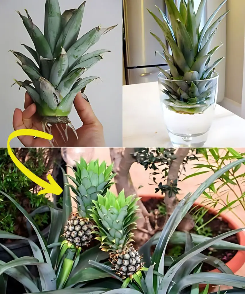 Coltivare gli ananas in casa: un’avventura tropicale a domicilio