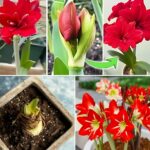 Come coltivare e far rifiorire gli amaryllis