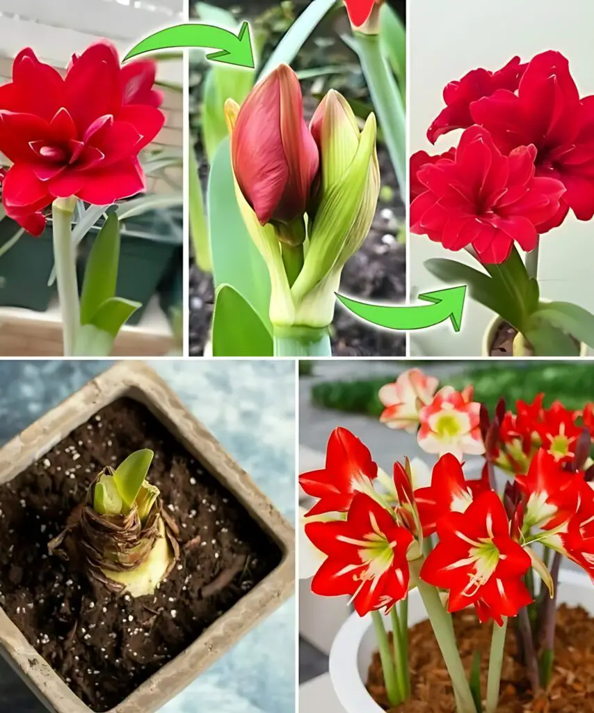 Come coltivare e far rifiorire gli amaryllis