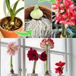 Come coltivare e far rifiorire gli amaryllis