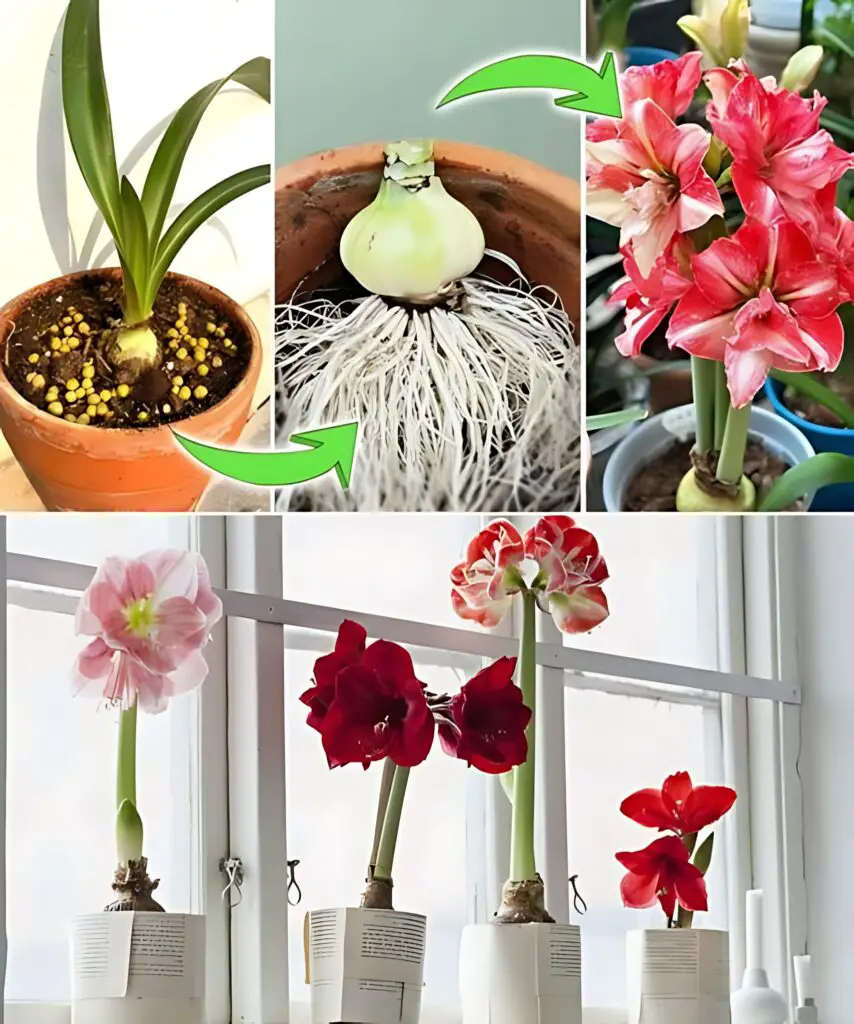 Come coltivare e far rifiorire gli amaryllis