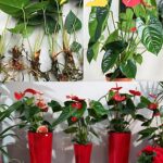 Un metodo insolito di propagazione dell’anthurium: scoprite come si può propagare efficacemente dai fiori!