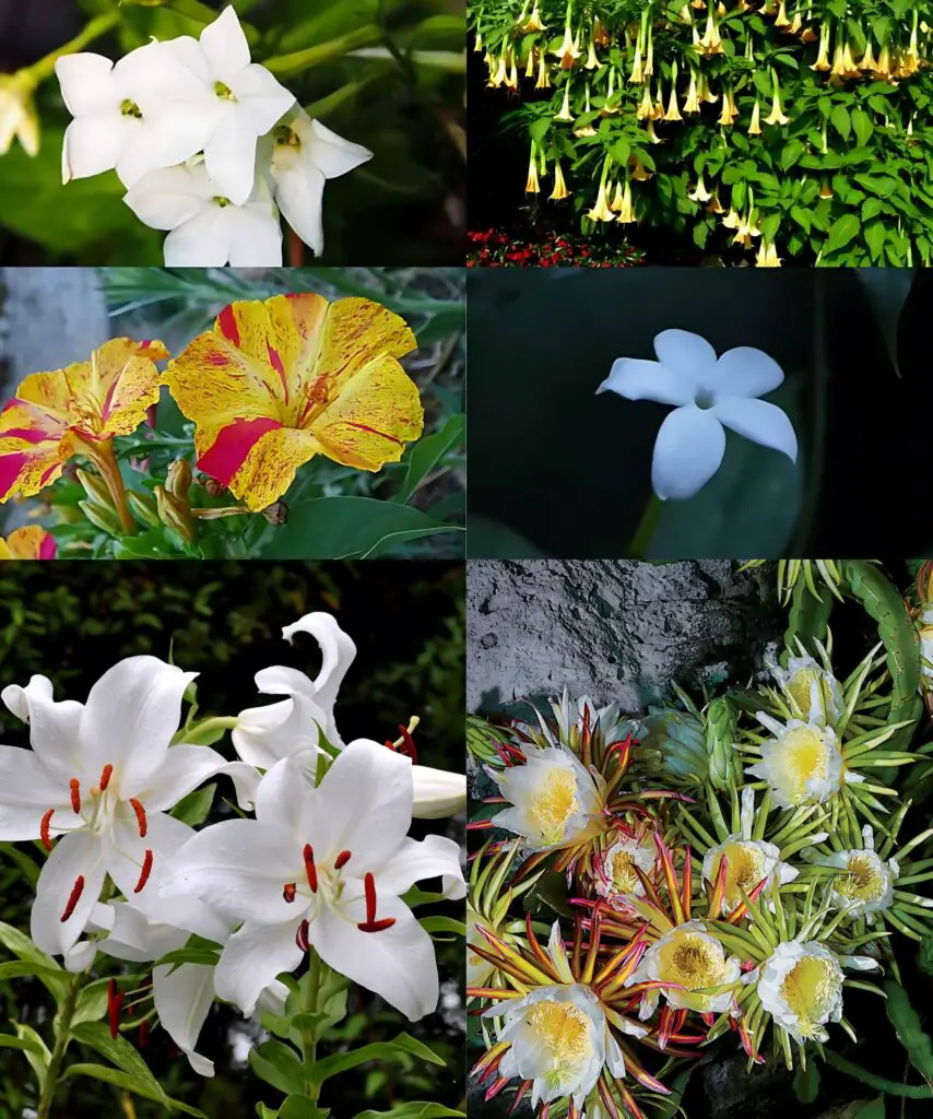 10 PIANTE CHE FIORISCONO SOLO DI NOTTE: IL VOSTRO GIARDINO DIVENTERÀ UN LUOGO MAGICO