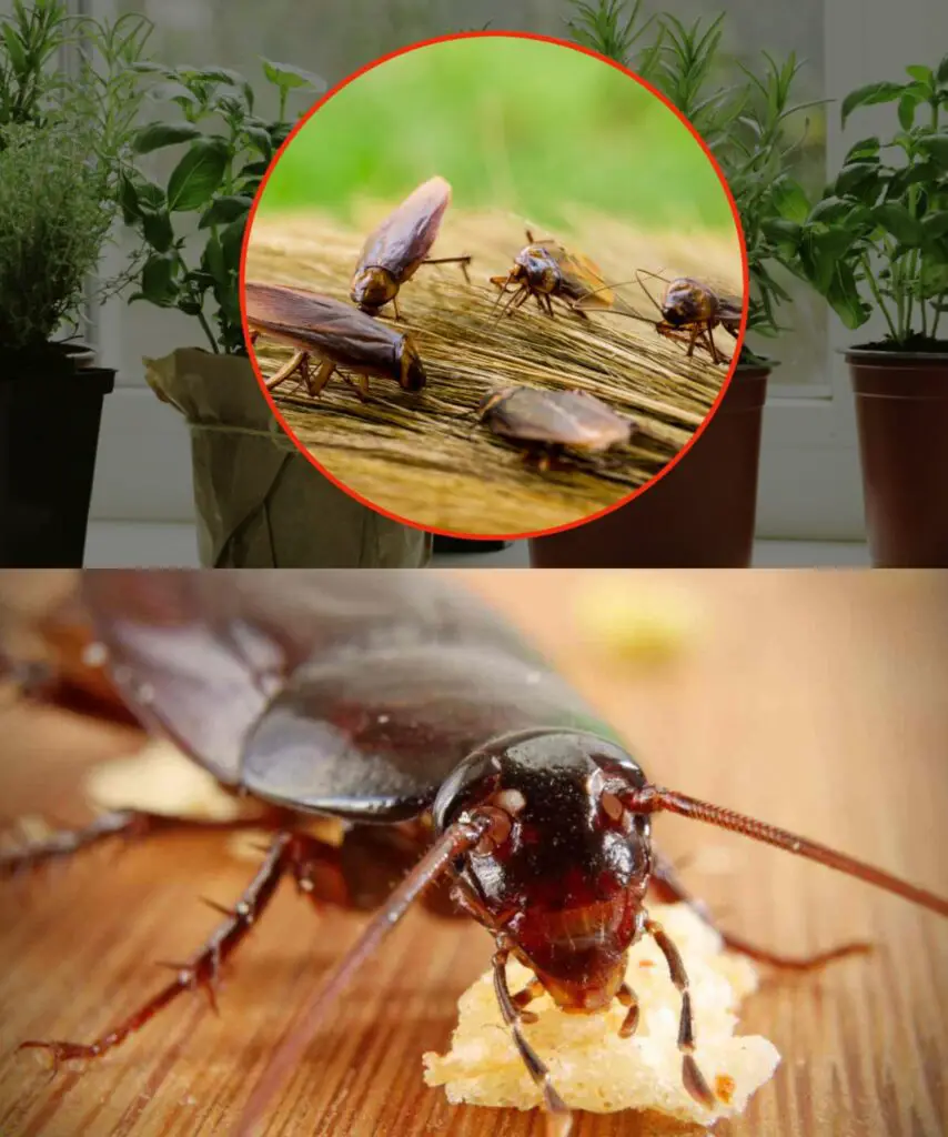 Scarafaggi, mettete in casa vostra questa pianta aromatica: la odiano | Scompariranno immediatamente